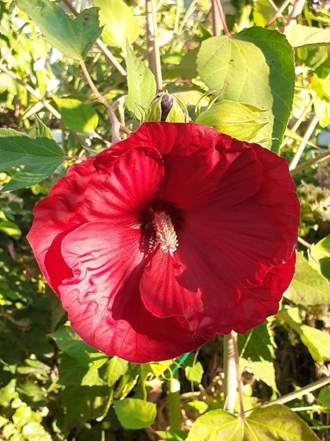  - HIBISCUS MOSCHETUOS