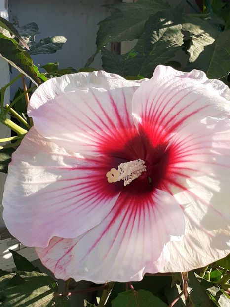  - HIBISCUS MOSCHETUOS