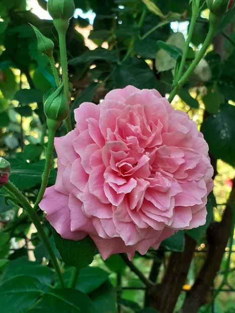  - 05 - TRANDAFIRII MEI ACHIZIȚIONAȚI IN DECURSUL ANILOR