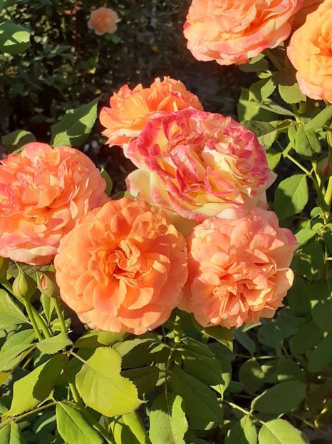  - 05 - TRANDAFIRII MEI ACHIZIȚIONAȚI IN DECURSUL ANILOR