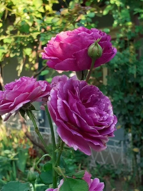  - 05 - TRANDAFIRII MEI ACHIZIȚIONAȚI IN DECURSUL ANILOR