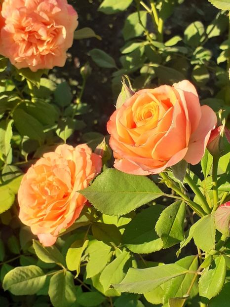  - 05 - TRANDAFIRII MEI ACHIZIȚIONAȚI IN DECURSUL ANILOR