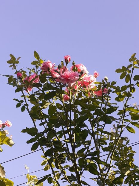  - 05 - TRANDAFIRII MEI ACHIZIȚIONAȚI IN DECURSUL ANILOR