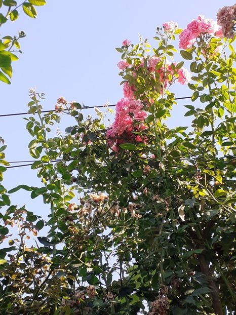  - 05 - TRANDAFIRII MEI ACHIZIȚIONAȚI IN DECURSUL ANILOR