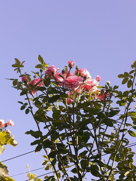  - 05 - TRANDAFIRII MEI ACHIZIȚIONAȚI IN DECURSUL ANILOR