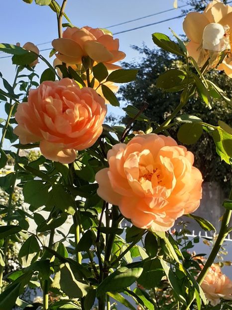  - 05 - TRANDAFIRII MEI ACHIZIȚIONAȚI IN DECURSUL ANILOR