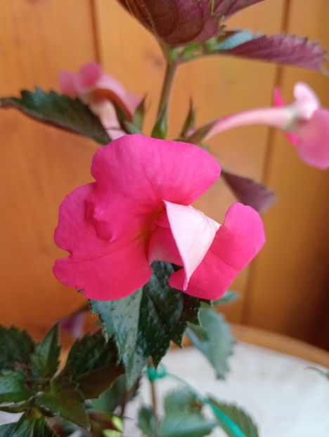 BriDs Carmela - - - - 2025