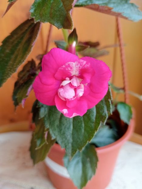 Pink Martini - - - - 2025