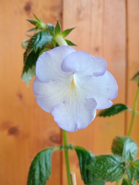 2025 - Morning Drizzle