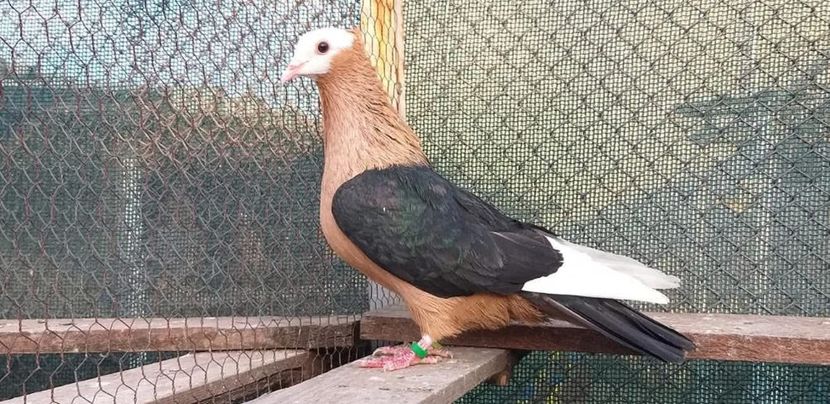  - Nu îmi aparțin 10