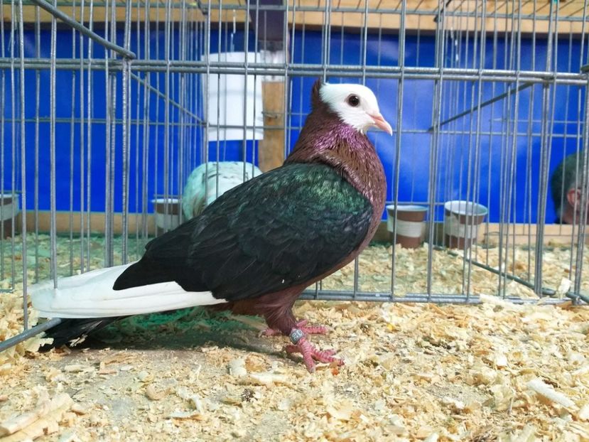  - Nu îmi aparțin 10