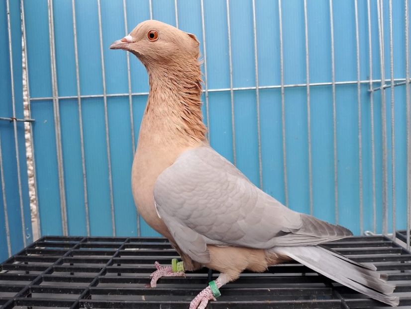  - Nu îmi aparțin 10