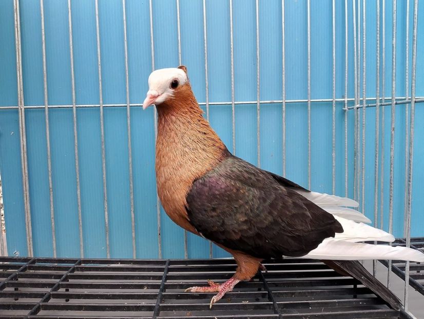  - Nu îmi aparțin 10