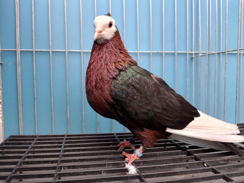  - Nu îmi aparțin 10