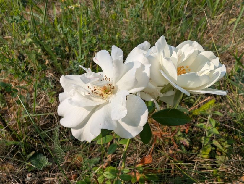 PXL_20250804_063925626 - Margaret Meril