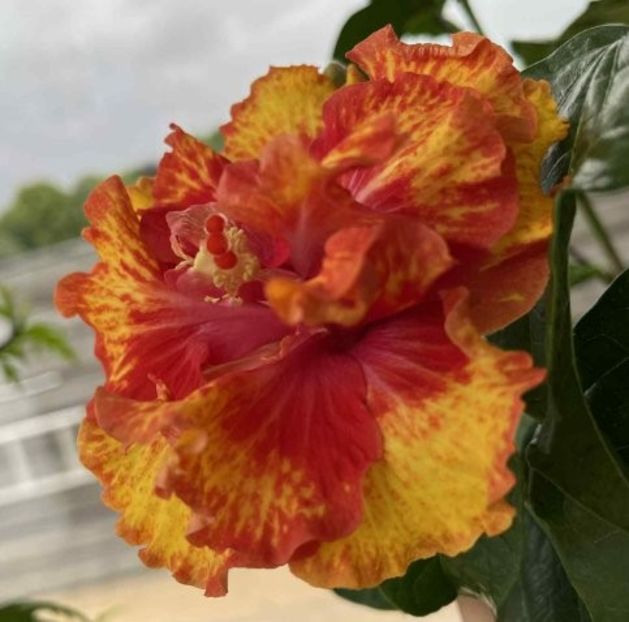  - Mary s Rhapsody Of Love