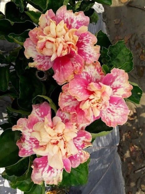 DeWatermark.ai_1755441177913 - Nailcat s Pink Rose Bouquet