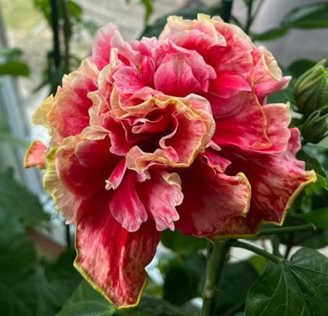  - D Sakura Bloody Mary