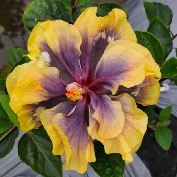  - D Sakura Painted Glass