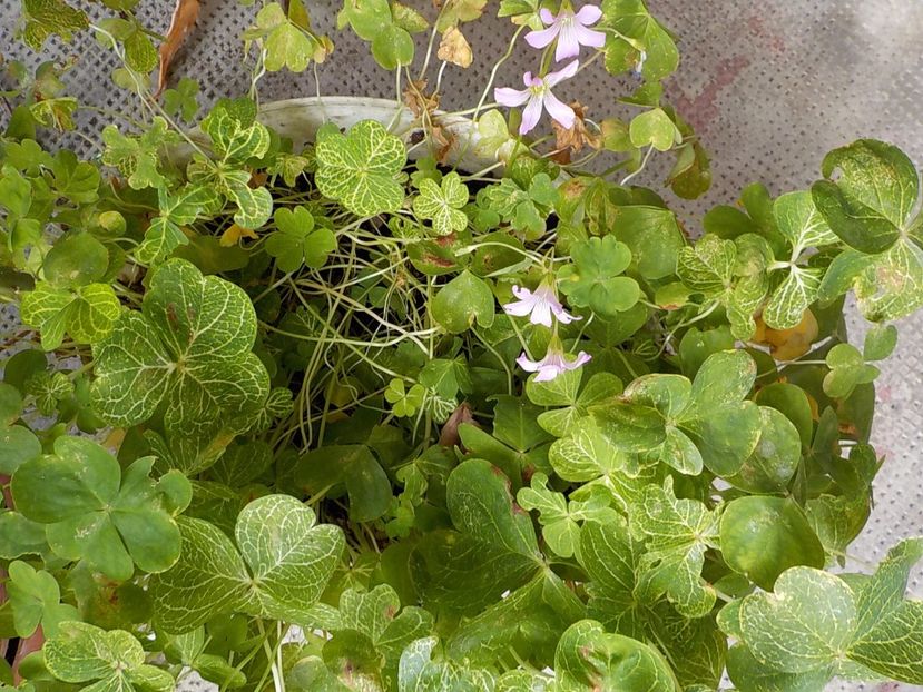  - oxalis corimbosa aureo
