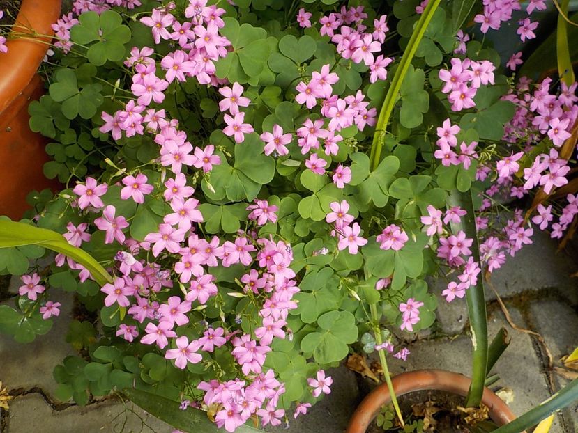  - oxalis rubra