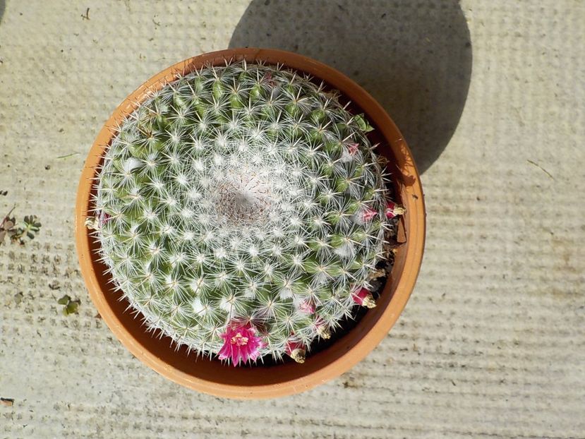  - mammillaria hahniana