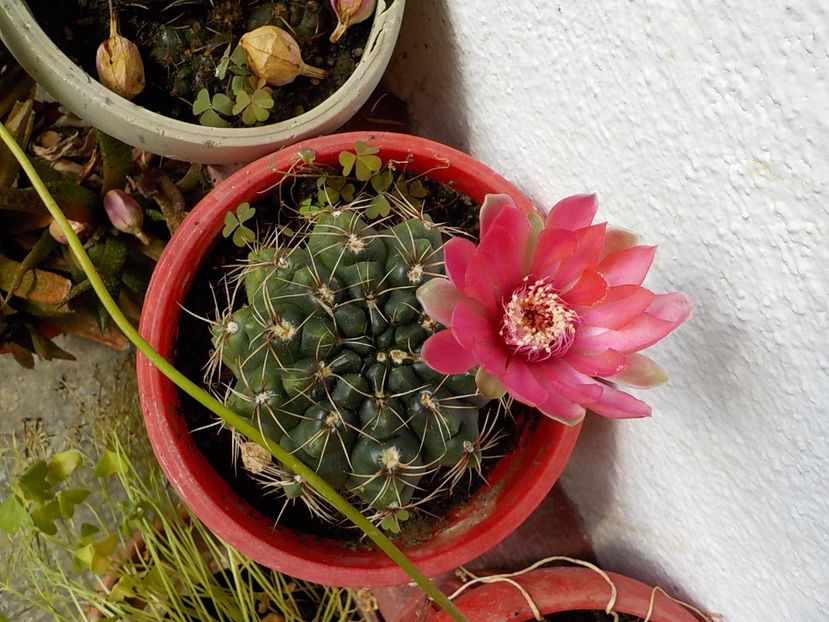  - gymnocalicium horstii