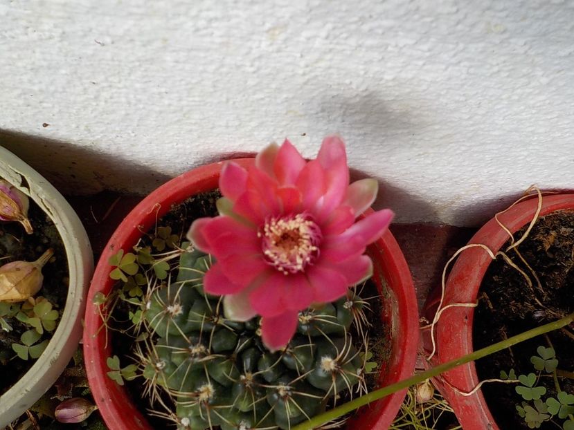  - gymnocalicium horstii