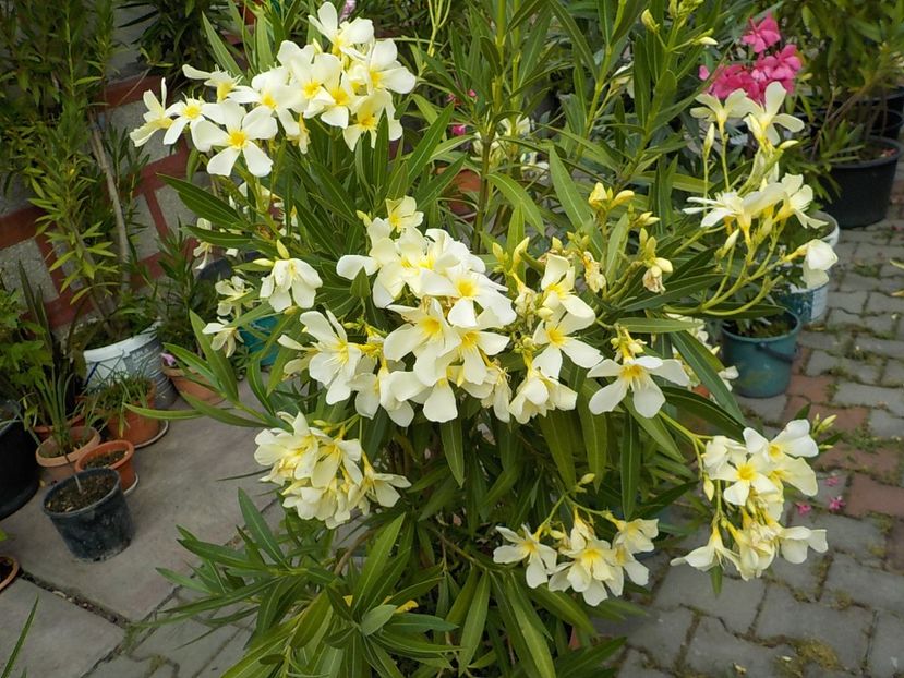  - maria gambeta nr 25