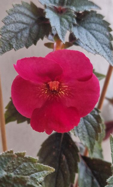 Red diamond - Achimenes 2025