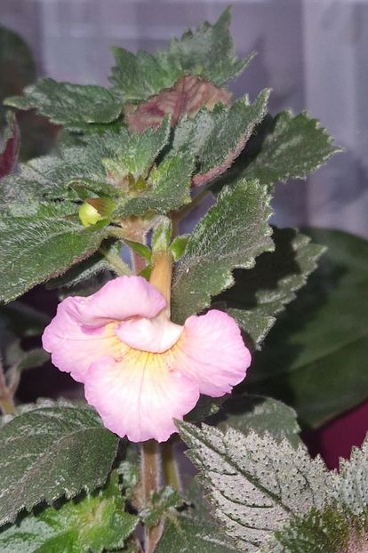 Vanilla coustard - Achimenes 2025