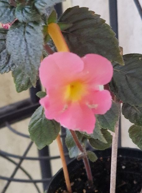 2025 Doar a doua floare - Peach Cascade p