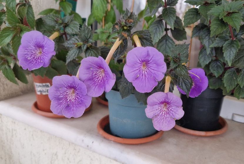  - Serge s Revelation p