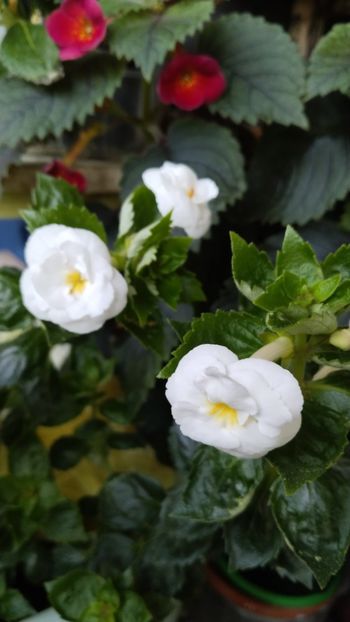 - 2025-RF s PINA COLADA