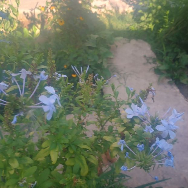  - Gradina flori 2025