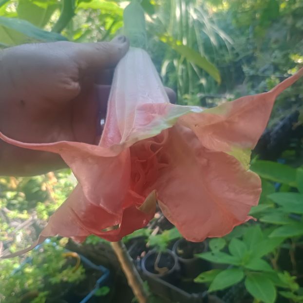 pink perfection - brugmansii 2025
