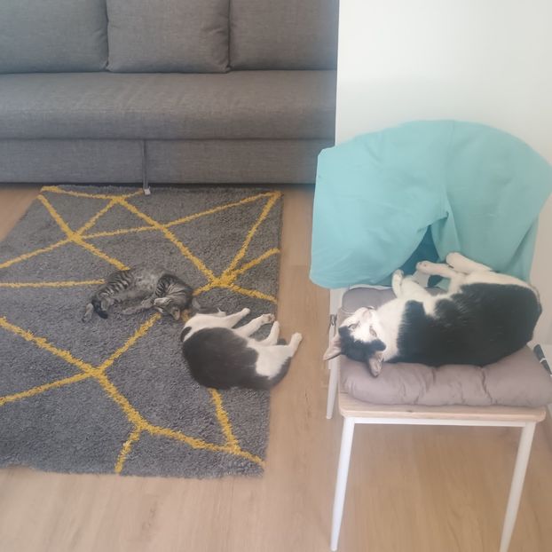 17.08.2025 - Animalute la Amara