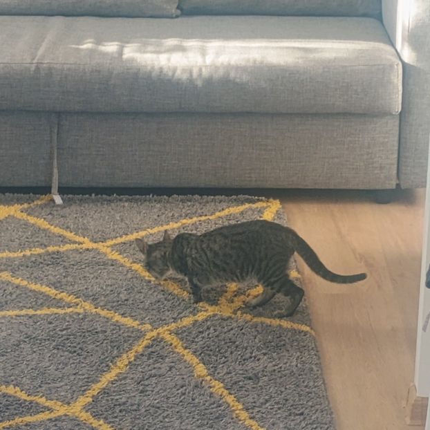 7ceb8da3-1f36-4b67-9f25-e8b9d7a67bb2-1_all_83422 - Animalute la Amara