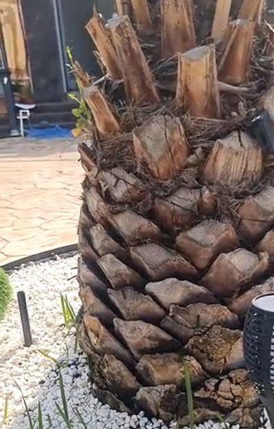  - Palmier PHOENIX aclimatizat