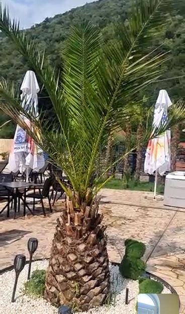  - Palmier PHOENIX aclimatizat