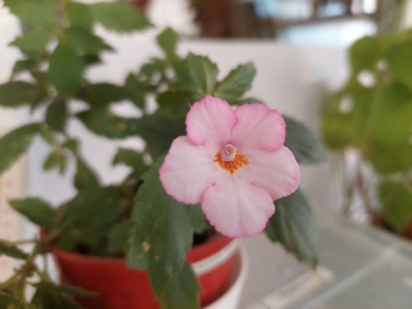 Amour (18-08-2025) - Achimenes 2025