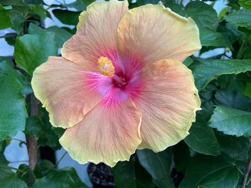  - HD Tropical Heat