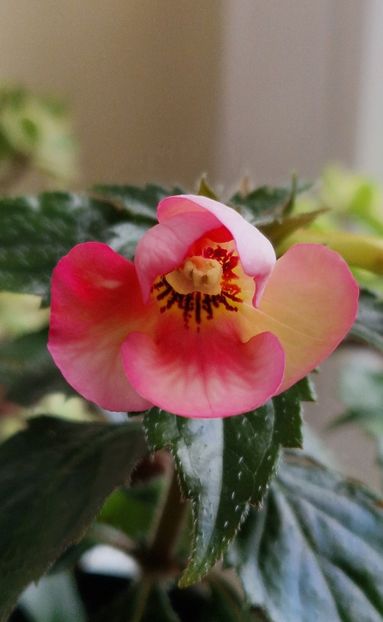 Christmas Lollipop - Achimenes 2025