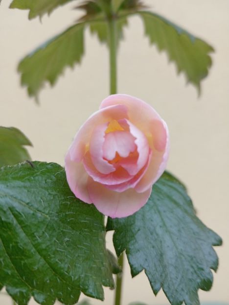 BriDs Puppi - - - - 2025