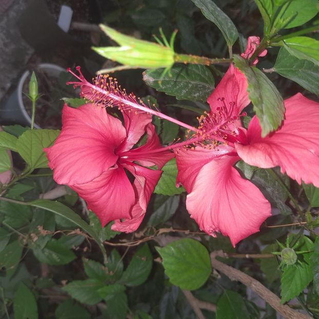 18.08.2025 - HIBISCUSI 2025-3