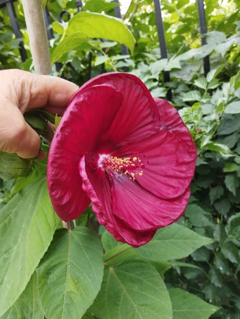  - Hibiscusi mouschetos 2025