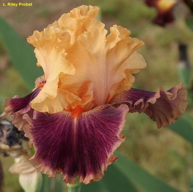 Sicilian orange - IRISI INTERMEDIARI si DE FRONTIERA DISPONIBILI