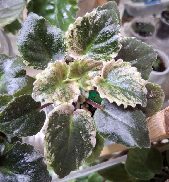  - Mac s Scorching Sun