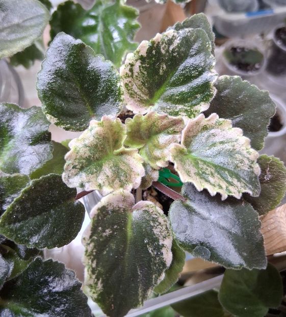  - Mac s Scorching Sun