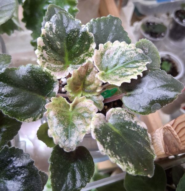  - Mac s Scorching Sun